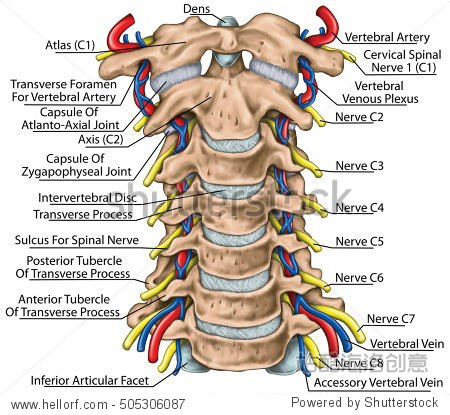 topographic relationship of the spinal nerve and vertebral