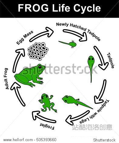 mass, newly hatched tadpole, tadpole, tadpole with legs, froglet