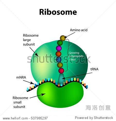 the structure of the ribosome. infographics.