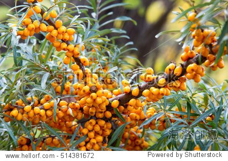 hippophae is a genus of sea buckthorns deciduous shrubs in the