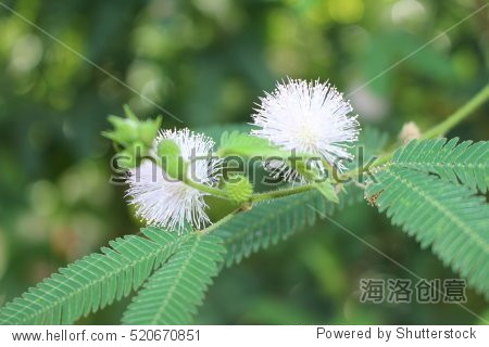pale pink "sensitive plant" flower (or sleepy plant, dormilones