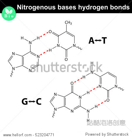 nitrogenous bases molecular structures and hydrogen bonds
