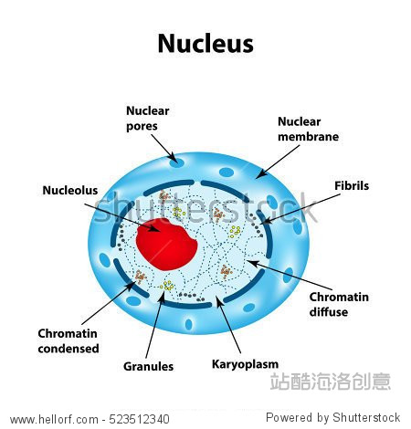 the structure of the human cell nucleus. infographics.