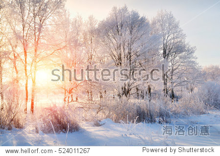 Winter landscape - frosty trees in snowy forest in the sunny morning. Tranquil winter nature in sunlight