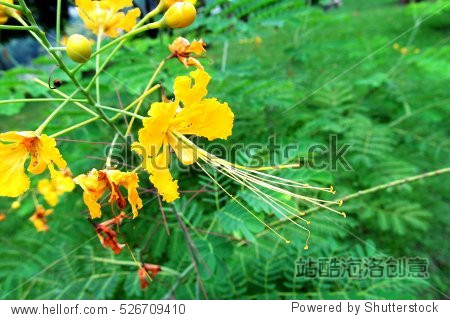 yellow peacock flower, pride of barbados, red bird of paradise