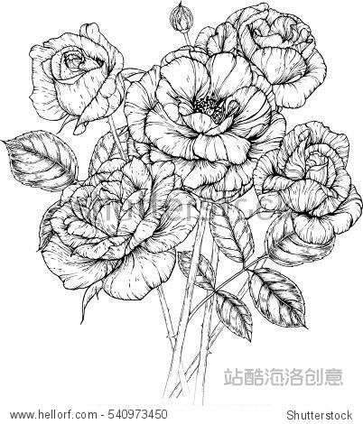 rose flowers drawing vector illustration and line art.