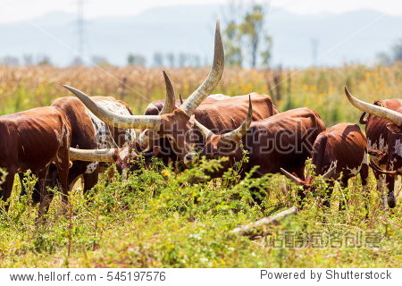 the texas longhorn is a breed of cattle known for