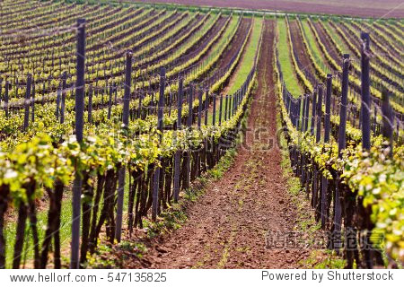 rows of vineyard grape vines.
