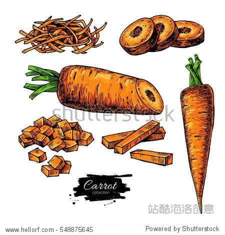 carrot hand drawn vector illustration set.