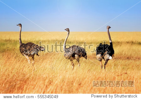 ostriches in the african savannah. tanzania.