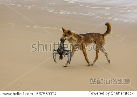 australian dingo with its prey a bulwers petrel at a 75 mile