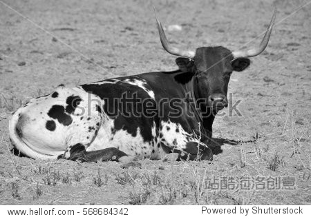 texas longhorn is a breed of cattle known for its