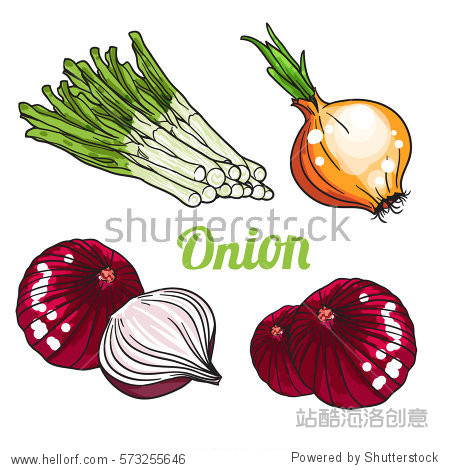 vector set of orange green and purple onion.