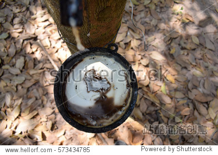 milky latex extracted from tapped rubber tree (hevea