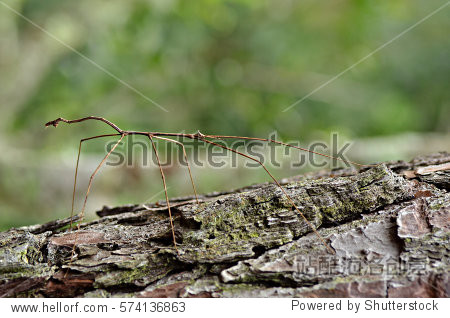 walking stick insect camouflaged on tree trunk