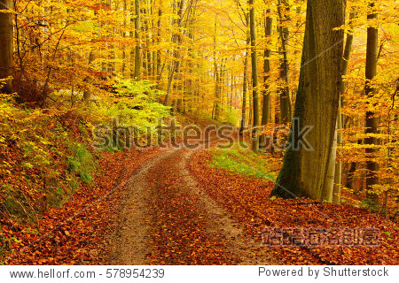 winding dirt road through forest of beech trees in autumn leaves