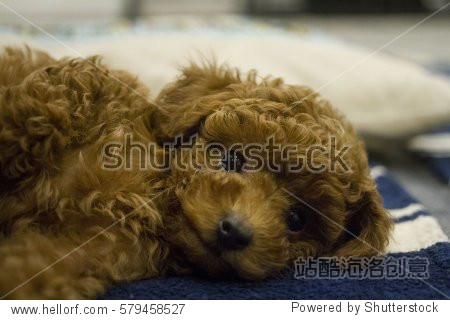 brown toy poodle puppy