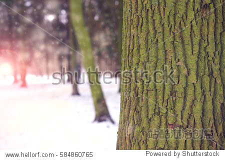 the bark of a tree closeup. winter forest landscape at dawn.