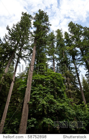 森林,巨大的道格拉斯冷杉树 - 自然,交通运输 - 站酷海洛创意正版图片,视频,音乐素材交易平台 - Shutterstock中国独家合作伙伴 - 站酷旗下品牌