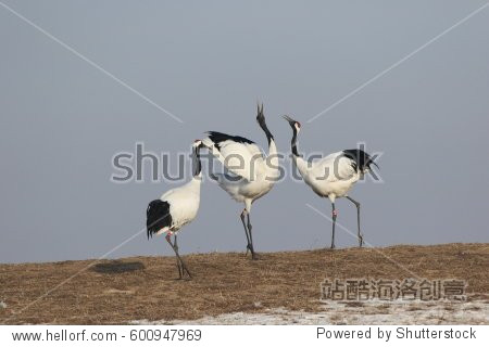 the red-crowned crane (grus japonensis) also called the japanese