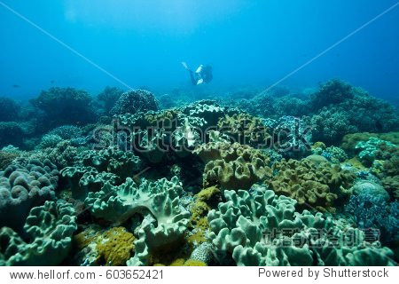 coral reef. apo island. philippines.