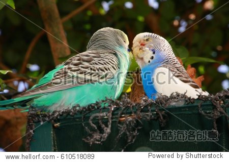 two australian budgies one turquoise one blue and white necking
