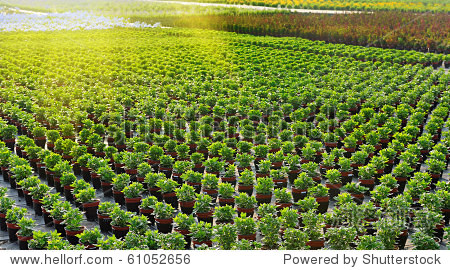 flower pots in a plant nursery
