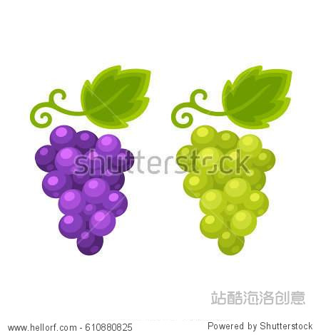 red and white grapes isolated cartoon , grape  .
