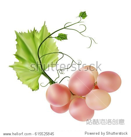 fresh bunch of grapes purple pink on white background.