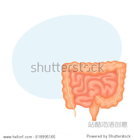 human intestines anatomy. medical science vector