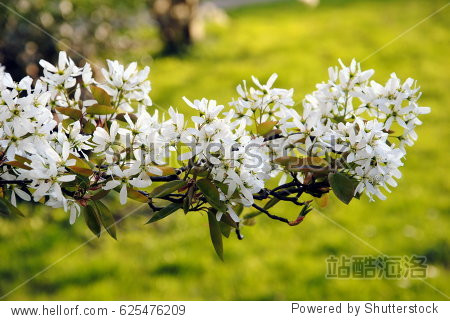 white blossoming branch of juneberry or snowy mespilus or