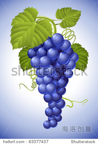 cluster of blue grape with green leaves vector illustration