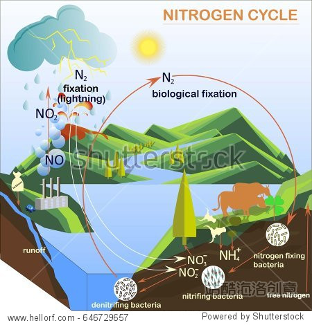 scheme of the nitrogen cycle flats design vector