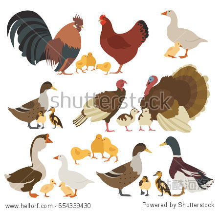 chicken, turkey, duck, goose family isolated on white.