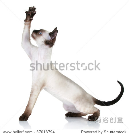 猫的品种德文雷克斯猫爪子向上 - 动物\/野生生