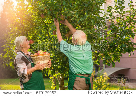 lady near tree holding basket. gathering summer harvest.