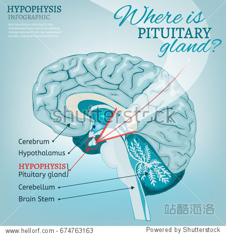 pituitary gland detailed vector illustration.