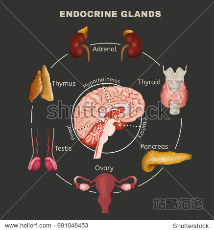 endocrine system pituitary gland, pineal gland, testicle, ovary