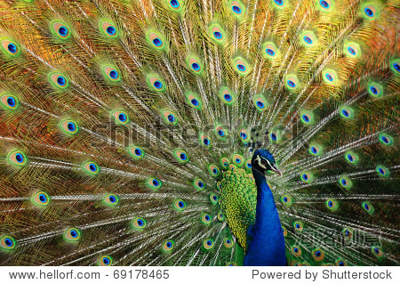 thai peacock spread the tail feathers. - 图片素材