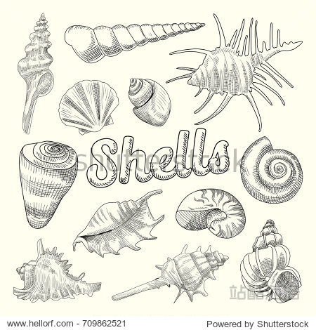 seashells hand drawn aquatic doodle.