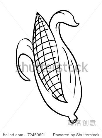 outline corn illustration; outline ear of corn