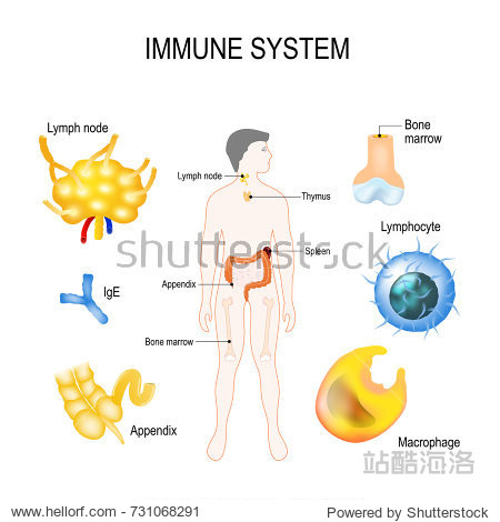 immune systemappendixigelymph nodethymusspleenlymphimmunehuman