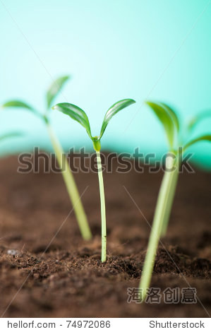 green life中文名叫啥 74972086.jpg