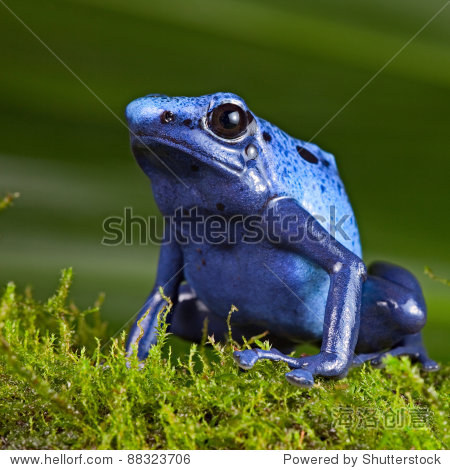 蓝色的箭毒蛙,有毒动物苏里南的亚马逊雨林,濒