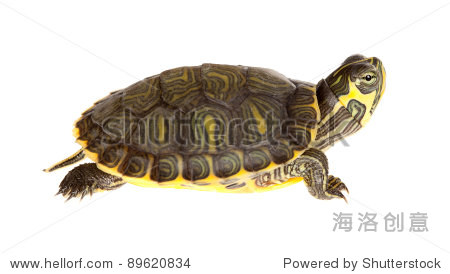 small young green turtle on a white background