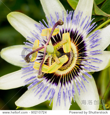 the unusual flower of a passion flower plant.