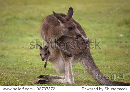 kangaroo mum with a baby joey in the pouch - closeup