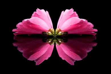 对称的花朵 红茶花