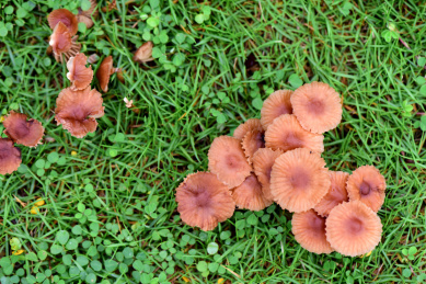 红蜡蘑 近似蜡蘑 条柄蜡蘑