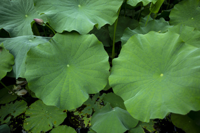 夏天绿色的荷叶表面清晰的植物茎特写